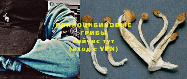 индика Аркадак